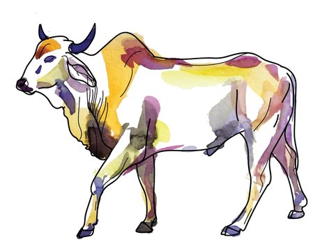 Zebu cow Contour, freehand drawing. Stains of watercolor paint. African animals, India.