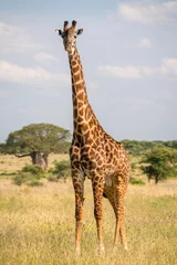 Poster Im Rahmen Masai-Giraffe im Tarangire-Nationalpark © ira_hilger