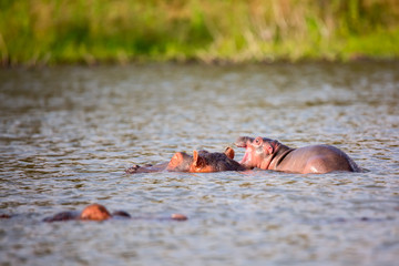 Hippopotamus family in Lake Naivasha. Tourism in Kenya, Africa
