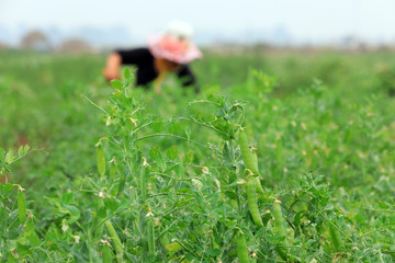 Farmers are harvesting peas in the fields, Luannan County, Hebei Province, China