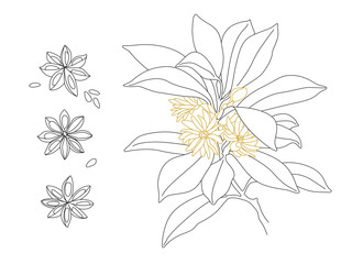 Star Anise Vector Line Design. Illicium Anisatum