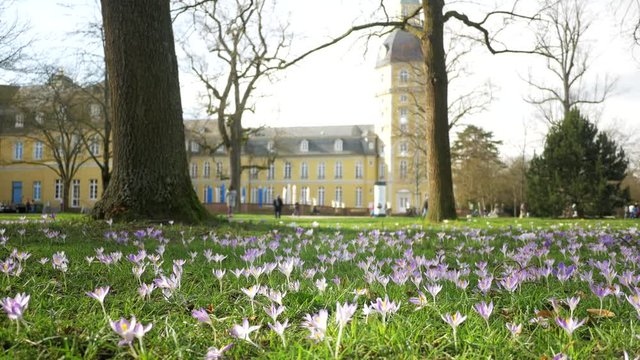 Spring fresh flowers. Crocuses and lilies of the valley. 