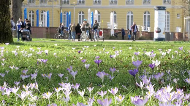 Spring fresh flowers. Crocuses and lilies of the valley. 