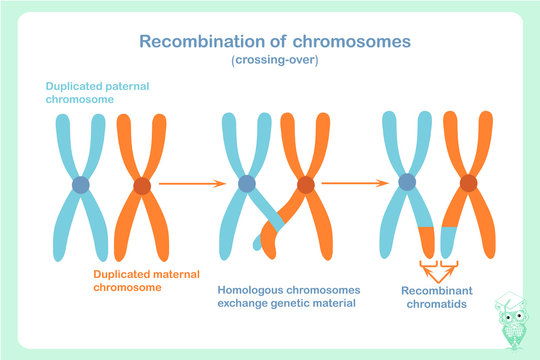 Recombinated chromosomes sheme in blue and orange colour. Crossing-over is the process that can give rise to genetic recombination. Design element stock vector illustration for educattion, biological 