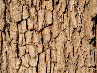 Tree Bark 2