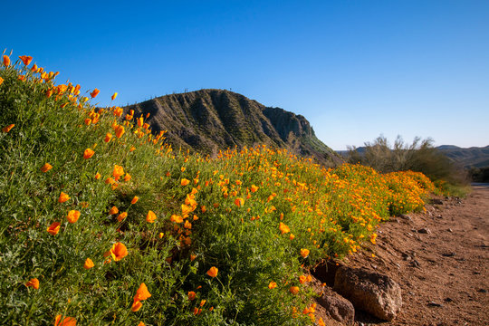 Poppy Wild Flowers By Road N The Arizona Desert