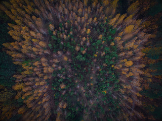 Forest drone, las z drona