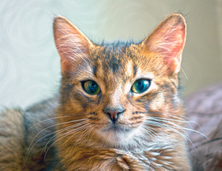 fluffy red cat with green eyes (Somali breed)
