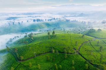 Aerial view of highland with green tea plantation