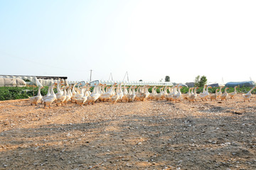 White geese in farms, North China