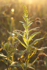 Golden Rod at Golden Hour