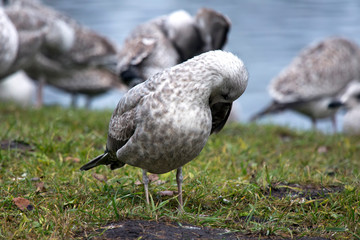 European herring gull (Larus argentatus)