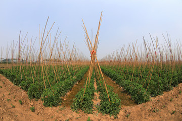Tomatoes are grown in fields, North China