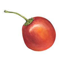 Ripe whole red tamarillo fruit (also called an tree tomato, tomate serrano, blood fruit, berenjena and tamamoro). Hand drawn botanical watercolor painting illustration isolated on white background