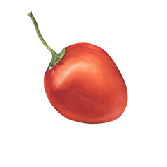 Ripe whole red tamarillo fruit (also called an tree tomato, tomate serrano, blood fruit, berenjena and tamamoro). Hand drawn botanical watercolor painting illustration isolated on white background