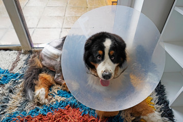 Bernese Mountain Dog recovering after hip replacement surgery. His leg shaved off, bandaged and he...