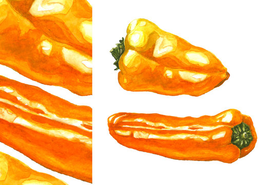 Yellow and orange mini peppers. Fresh sweet paprika. Hand drawn watercolor art isolated at white background. Food illustration for menu design
