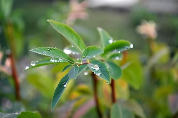 Dew on green leaves of Spirea shrub