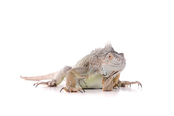 reptile