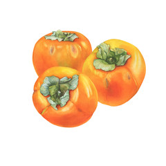 Three ripe whole of orange color persimmon fruit (also called as diospyros, kaki, sharon or gold apple). Hand drawn botanical watercolor painting illustration isolated on white background.
