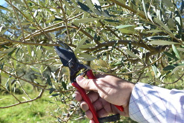 potatura di un albero di ulivo. Sicilia