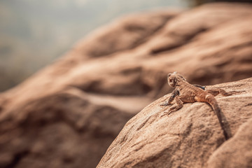 Lizard basks on a hot stone. India