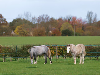 Obraz premium Two Foals