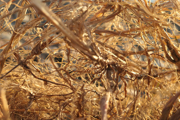 Tangled Roots Abstract