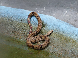 Bundled Anaconda snake (Boa constrictor) Boidae family. Amazon rainforest, Brazil