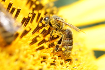 Bees on the flowers. Macro shooting.