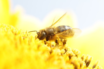 Bees on the flowers. Macro shooting.