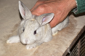 coniglio che si prepara al sacrificio