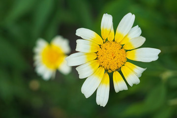 A yellow and white Glebionis coronaria flower