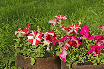 Petunia Marco Polo, red and white