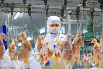 Workers are busy on the broiler processing line, Luannan County, Hebei Province, China