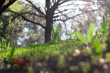 Blades of Grass