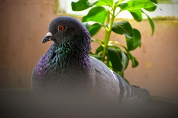 pigeon in the park