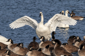 Trumpeter swans (Cygnus buccinator) and canada geese (Branta canadensis) in a lake, Iowa, USA.