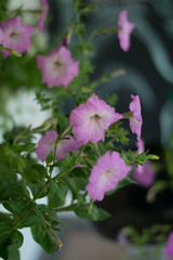 Naklejka premium pink flowers in the garden