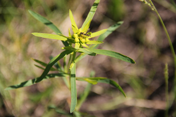 Insect fly (Syrphidae) on marsh milkweed plant
