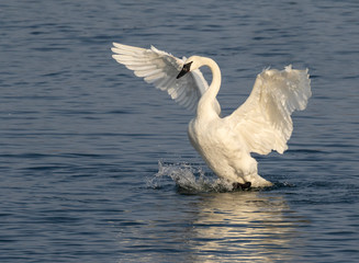 Trumpeter swan (Cygnus buccinator) in a lake, Iowa, USA. © Ivan Kuzmin