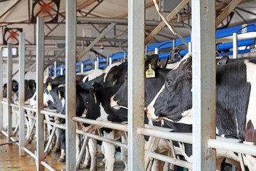 The cows are in the milking hall.