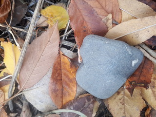 Камень в виде сердечка на листве