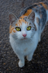 cat with green eyes