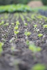 Coffee seeds