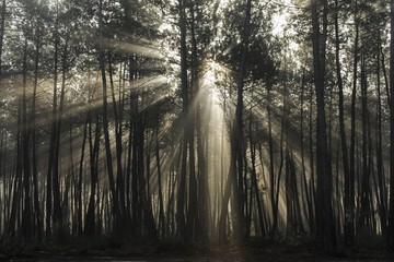 Lever de soleil dans la brume de la forêt
