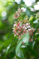 pink flowers in garden