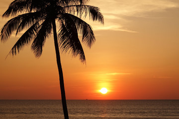 Cocotier et coucher de soleil