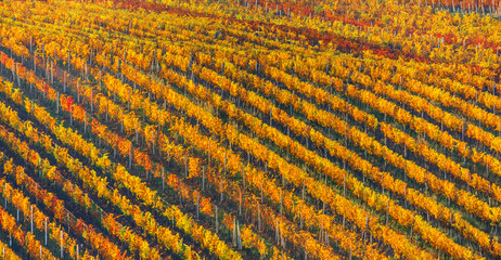 Rows of vineyard grape Vines. Autumn landscape with colorful vineyards. Grape vineyards of South Moravia in Czech Republic. Nice texture or background