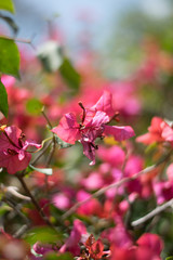 Pink flowers